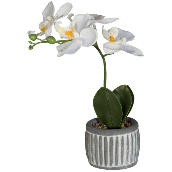 Picture of Orchid In Cement Planter Assorted