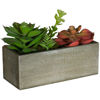 Picture of Succulents In Rectangle Planter