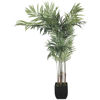0124035_areca-palm-tree.jpeg