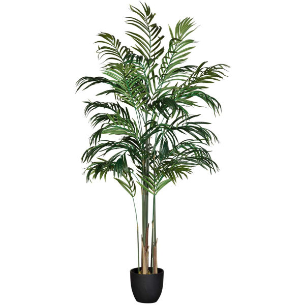 Picture of Areca Palm Tree