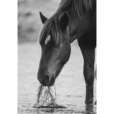 Picture of Foraging Horse