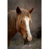 Picture of Arizona Salt River Horse