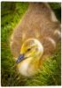 Picture of Golden Gosling